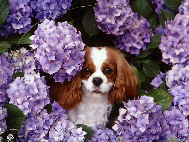 Dog peeking purple flowers green free wallpaper for desktop - medium preview image