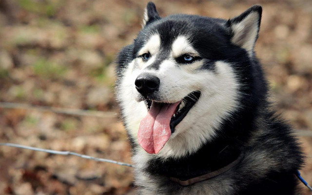 Husky dog smiling tongue out free wallpaper for desktop - medium preview image