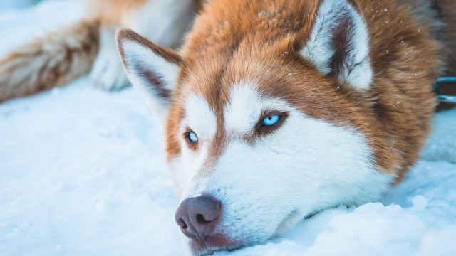 Husky blue eyes snow sad free wallpaper for desktop - medium preview image