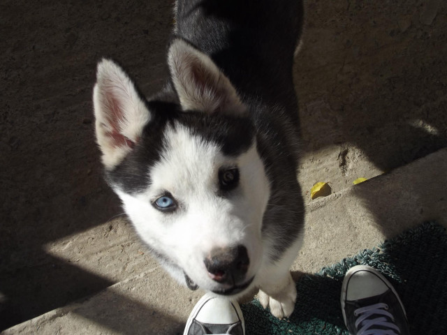 Dog person feet sidewalk tennis free wallpaper for desktop - medium preview image