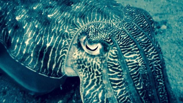Large squid large eye blue free wallpaper for desktop - medium preview image