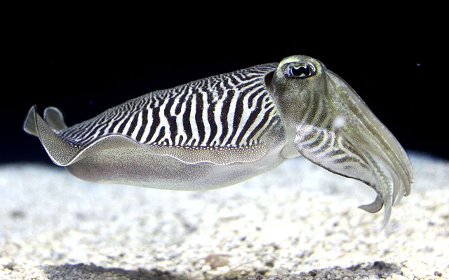Zebra fish with a long free wallpaper for desktop - medium preview image