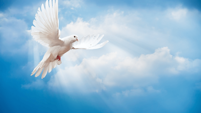 White dove flying blue sky free wallpaper for desktop - medium preview image
