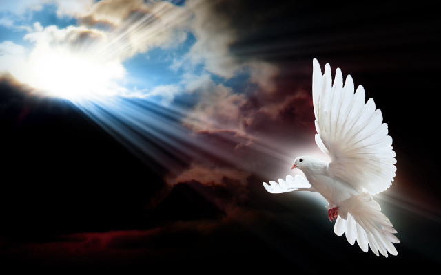 White dove flying sky bright free wallpaper for desktop - medium preview image