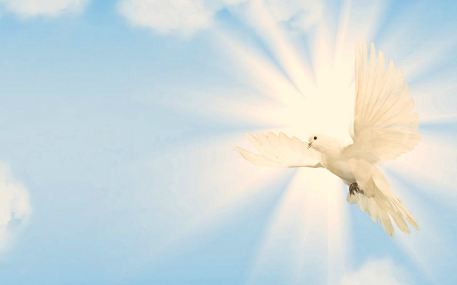 White bird flying blue sky #5 free wallpaper for desktop - medium preview image