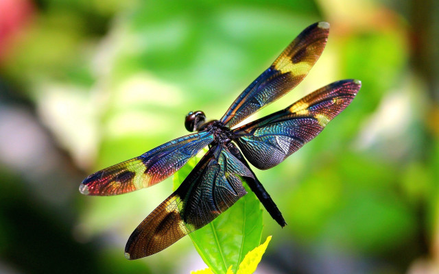 Dragon fly leafy green blurry free wallpaper for desktop - medium preview image