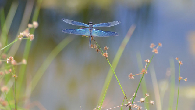 Blue dragonfly plant water flowers free wallpaper for desktop - medium preview image