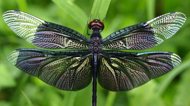 Dragonfly green plant wings spread free wallpaper for desktop - medium preview image