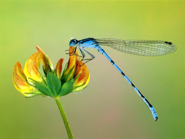 Blue dragonfly yellow flower green #2 free wallpaper for desktop - medium preview image