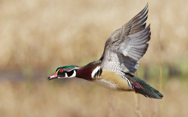 Bird flying dry grass field #3 free wallpaper for desktop - medium preview image
