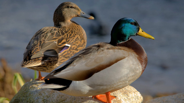 Two ducks sitting rock water free wallpaper for desktop - medium preview image