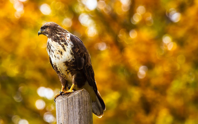 Hawk perched wooden post fall free wallpaper for desktop - medium preview image
