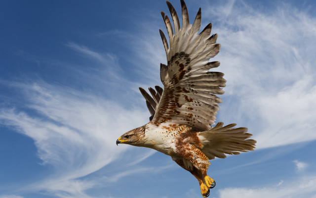 Bird flying blue sky clouds free wallpaper for desktop - medium preview image
