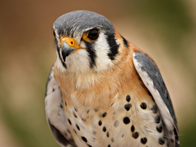 Bird brown head black white free wallpaper for desktop - medium preview image