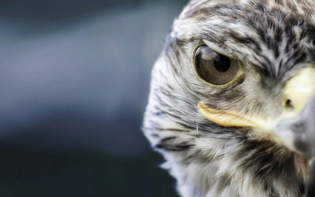 Bird of prey closeup blurry free wallpaper for desktop - medium preview image
