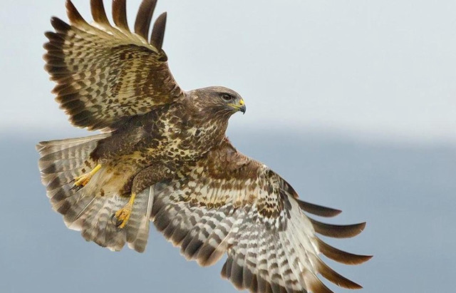 Bird of prey flying sky #2 free wallpaper for desktop - medium preview image