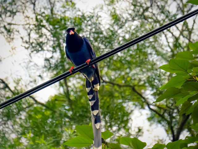 Bird wire trees sky clouds free wallpaper for desktop - medium preview image