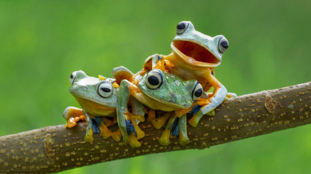 Frogs branch eyes open mouth free wallpaper for desktop - medium preview image