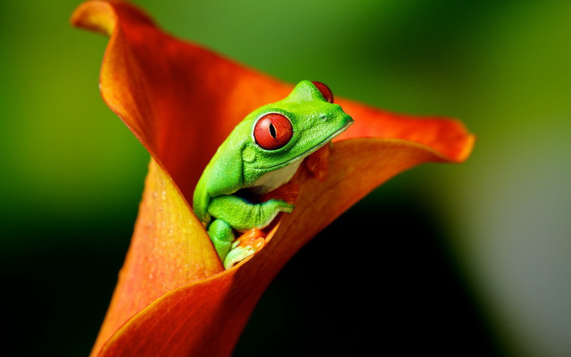 Green frog red eyes flower free wallpaper for desktop - medium preview image