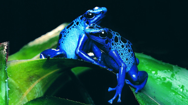 Blue frog green leaf water free wallpaper for desktop - medium preview image