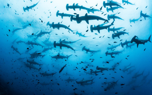 Large group sharks swimming ocean free wallpaper for desktop - medium preview image