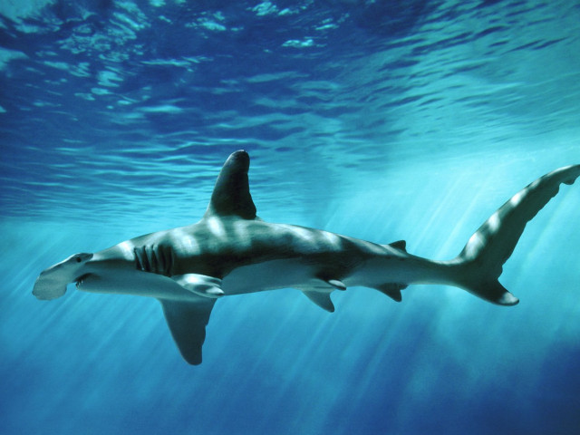 Shark swimming ocean sunbeam light free wallpaper for desktop - medium preview image