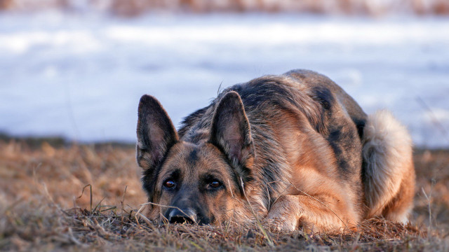 Dog laying grass water snow free wallpaper for desktop - medium preview image