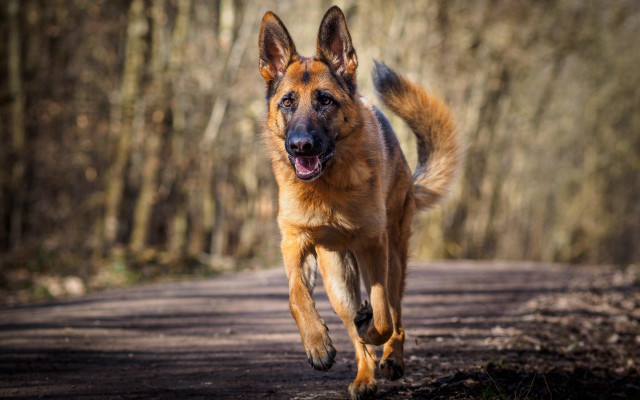 Dog running dirt road woods free wallpaper for desktop - medium preview image