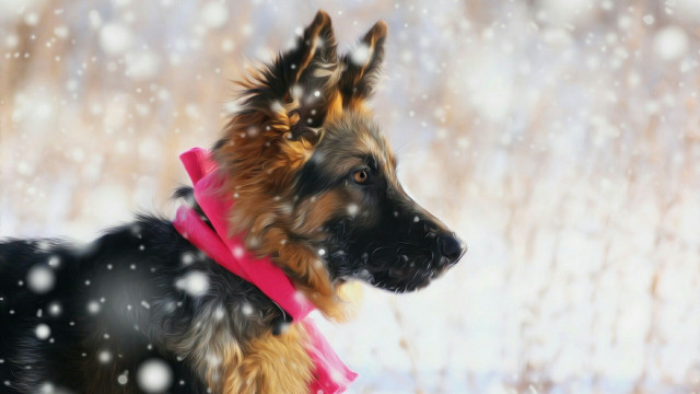 Dog pink collar snow falling free wallpaper for desktop - medium preview image