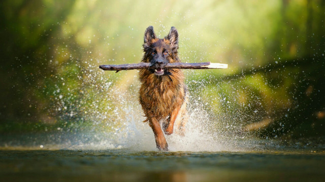 Dog running water stick mouth free wallpaper for desktop - medium preview image