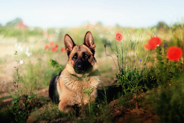 Dog field flower grass blue free wallpaper for desktop - medium preview image