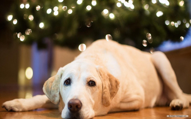 Dog laying floor christmas tree free wallpaper for desktop - medium preview image