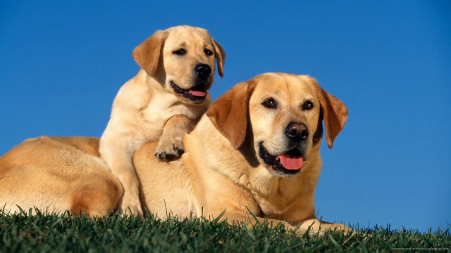 Two dogs laying grass paws free wallpaper for desktop - medium preview image