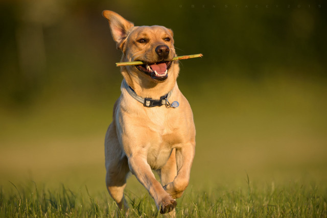 Dog running stick field grass free wallpaper for desktop - medium preview image