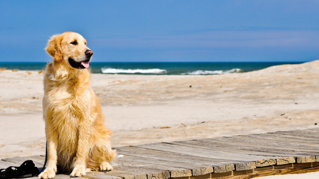 Dog sitting wooden dock beach free wallpaper for desktop - medium preview image