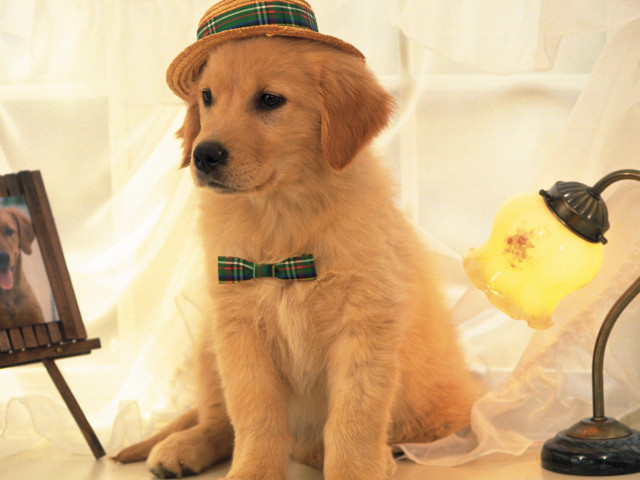 Dog hat sitting next to free wallpaper for desktop - medium preview image