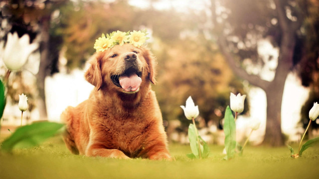 Dog flower crown grass flowers free wallpaper for desktop - medium preview image