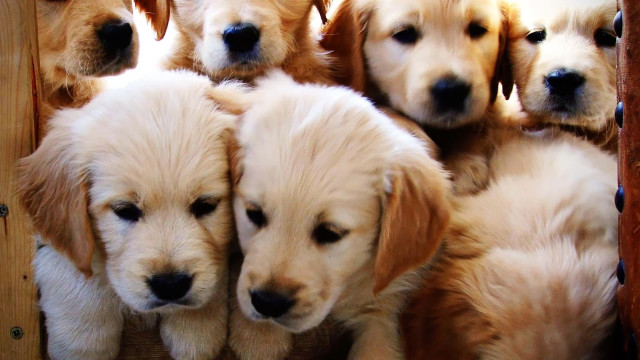 Puppies sitting together crate group free wallpaper for desktop - medium preview image