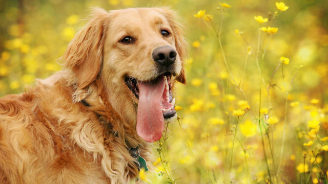 Dog standing field flowers grass free wallpaper for desktop - medium preview image