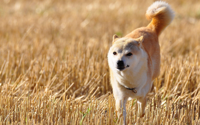 Dog standing field wheat blurry free wallpaper for desktop - medium preview image