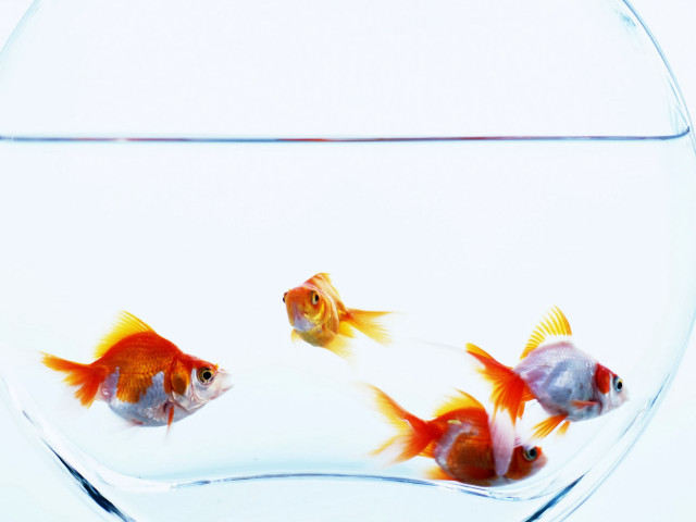 Goldfish swimming bowl water white free wallpaper for desktop - medium preview image