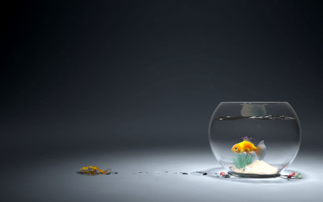 Fish bowl aquarium water background free wallpaper for desktop - medium preview image