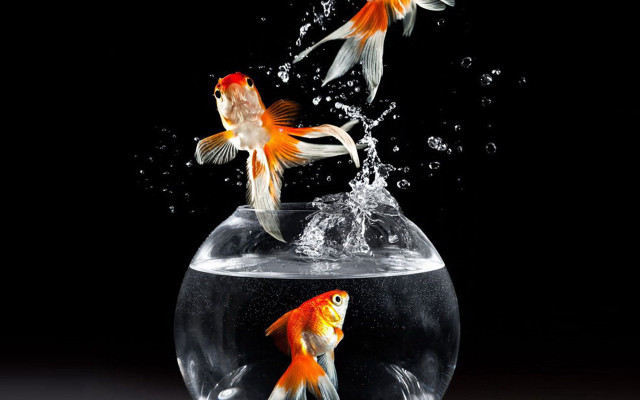 Goldfish jumping bowl water fish free wallpaper for desktop - medium preview image