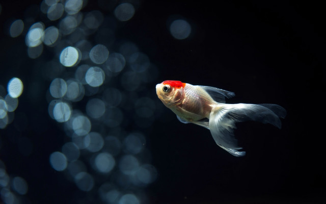 Goldfish red head white tail free wallpaper for desktop - medium preview image