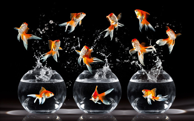 Goldfish bowl water splashing black free wallpaper for desktop - medium preview image