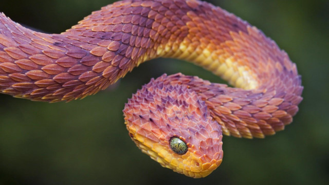 Snake green eye closeup back free wallpaper for desktop - medium preview image