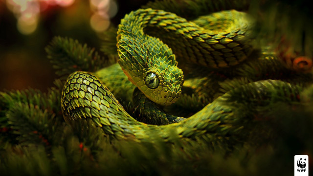 Green snake pine tree branch free wallpaper for desktop - medium preview image