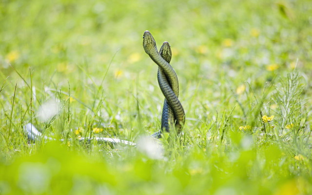 Snake in grass head up free wallpaper for desktop - medium preview image