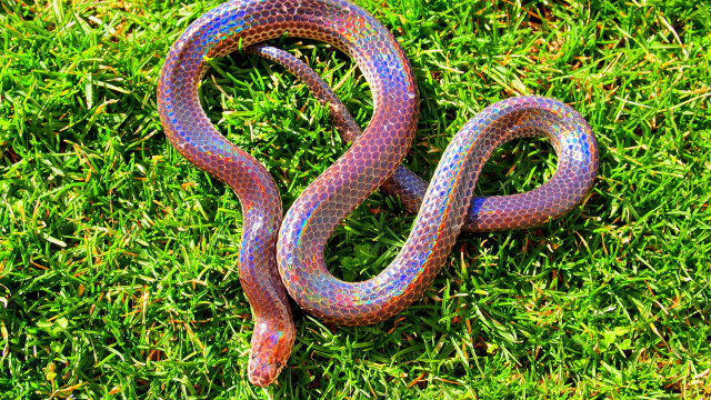 Colorful snake laying on grass free wallpaper for desktop - medium preview image