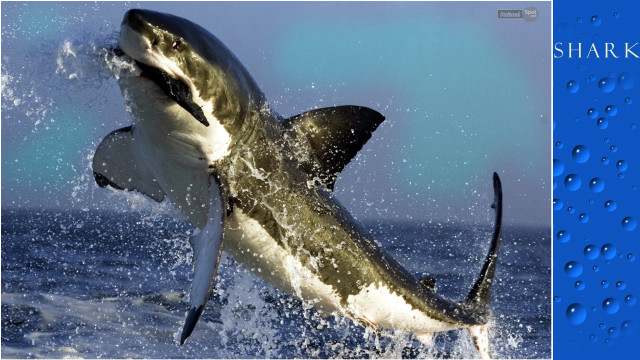 Shark jumping water open teeth free wallpaper for desktop - medium preview image